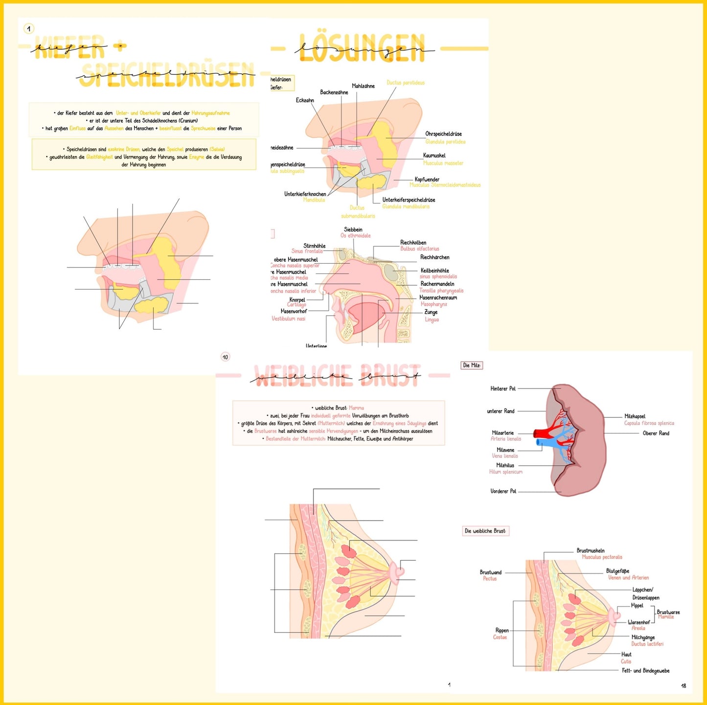 BUNDLE Anatomie