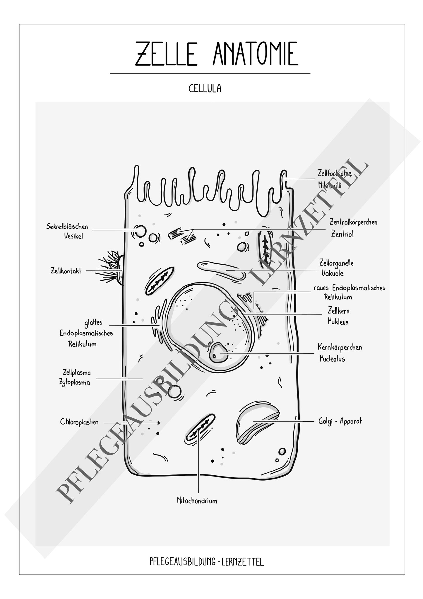 Anatomische Zeichnungen - Zelle