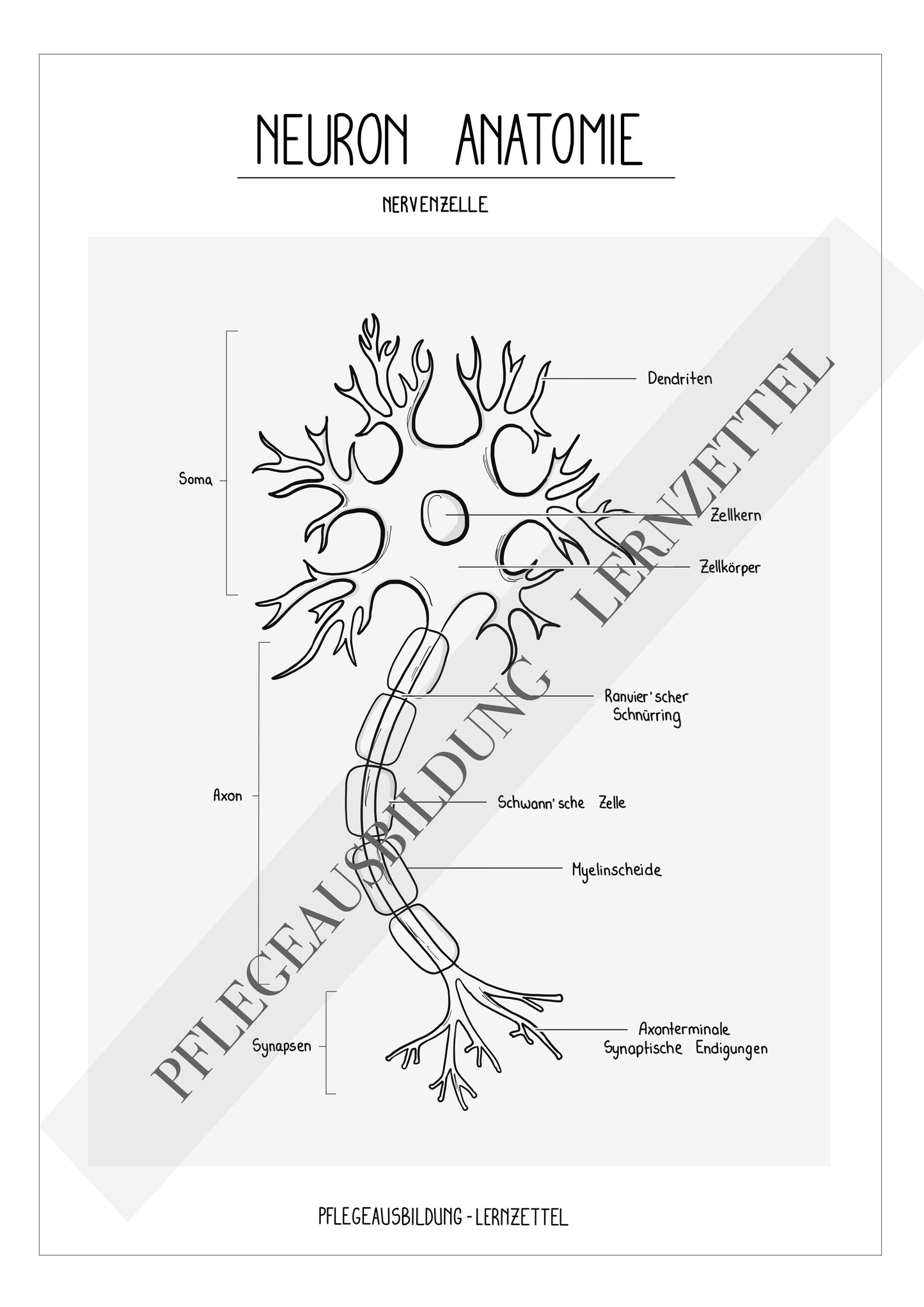 Anatomische Zeichnungen - Nervenzelle