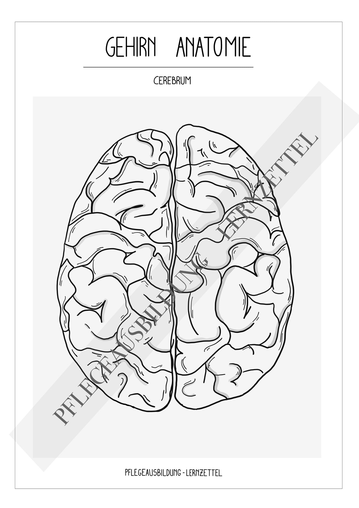 Anatomische Zeichnungen - Gehirn