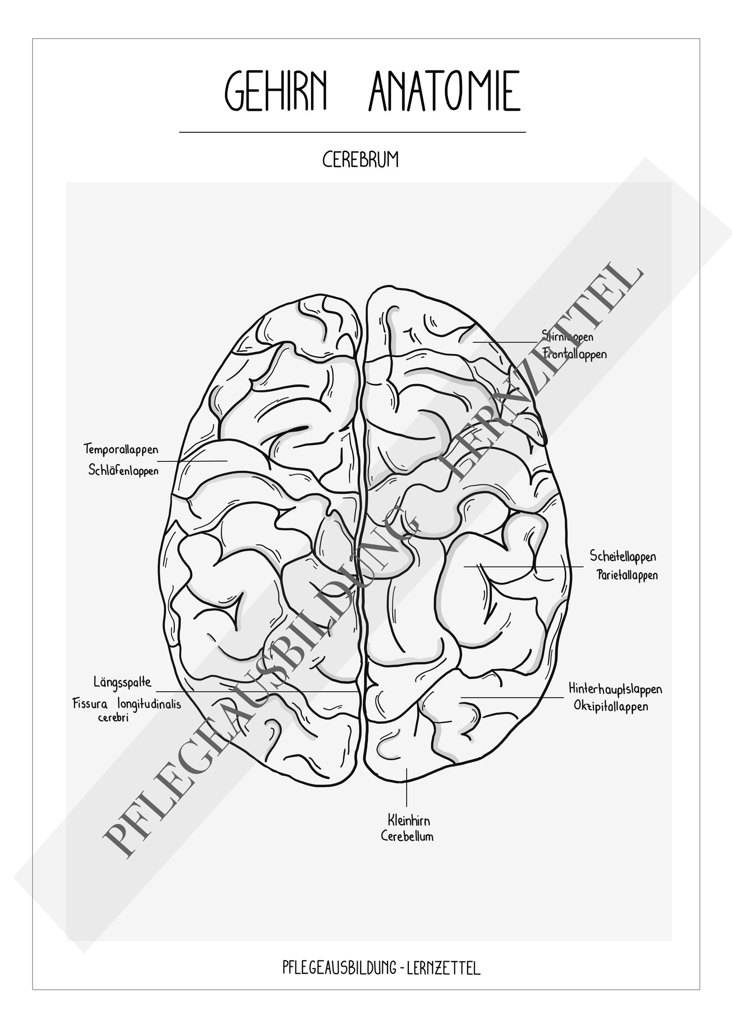 Anatomische Zeichnungen - Gehirn