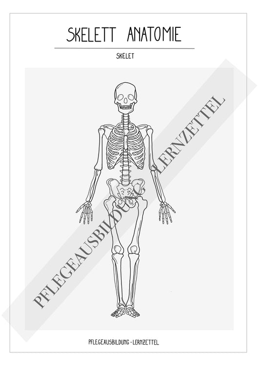 Anatomische Zeichnungen - Skelett