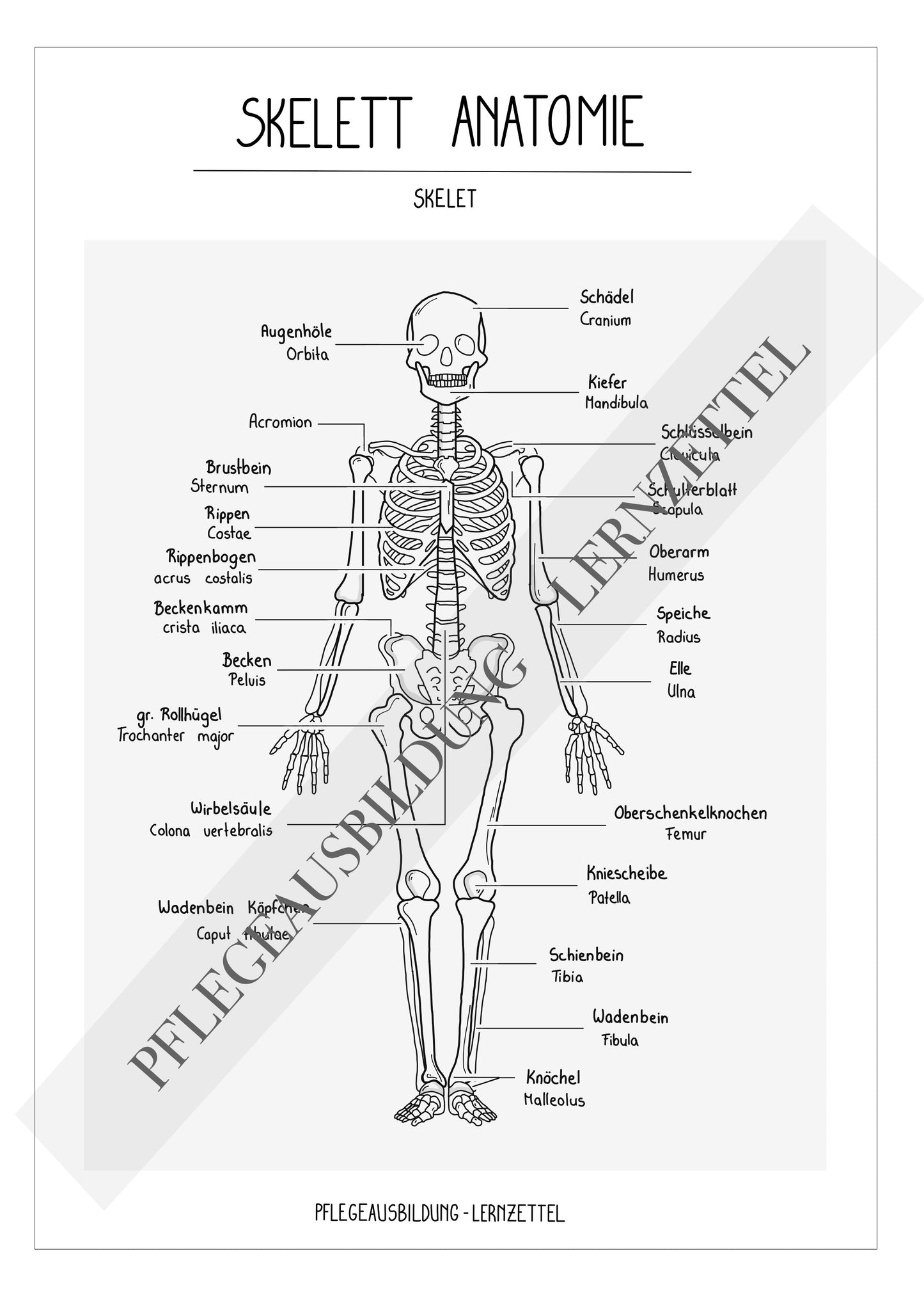 Anatomische Zeichnungen - Skelett