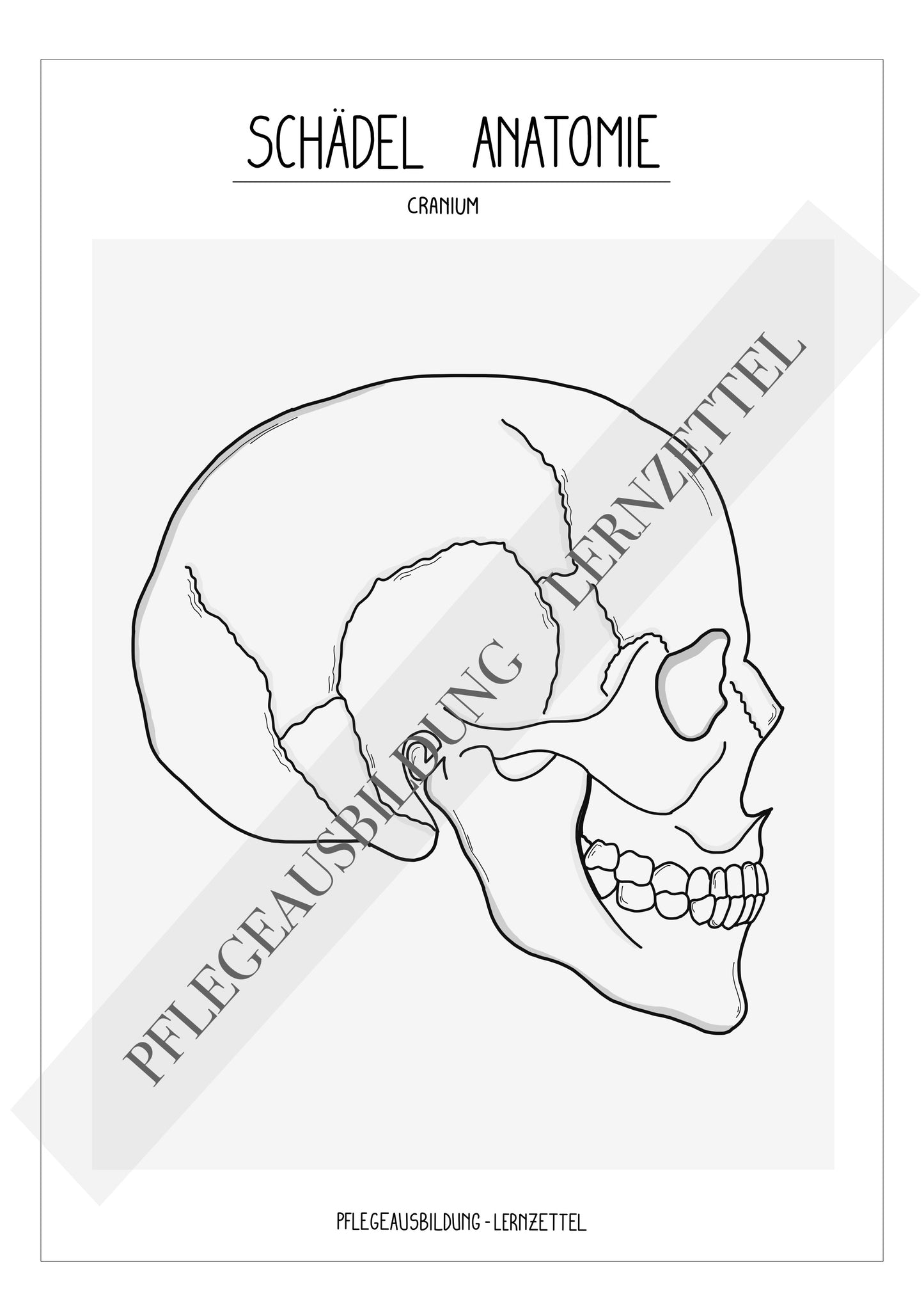 Anatomische Zeichnungen - Schädel