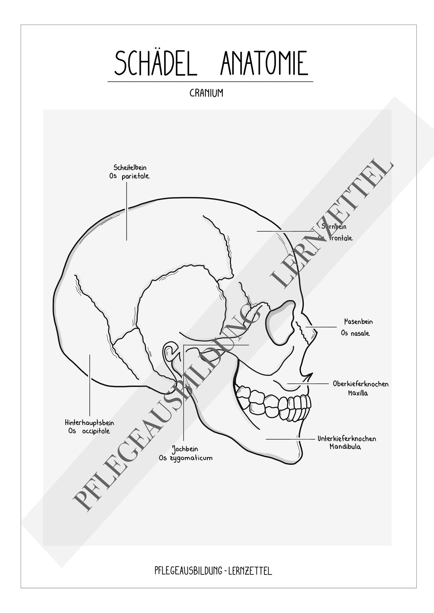 Anatomische Zeichnungen - Schädel