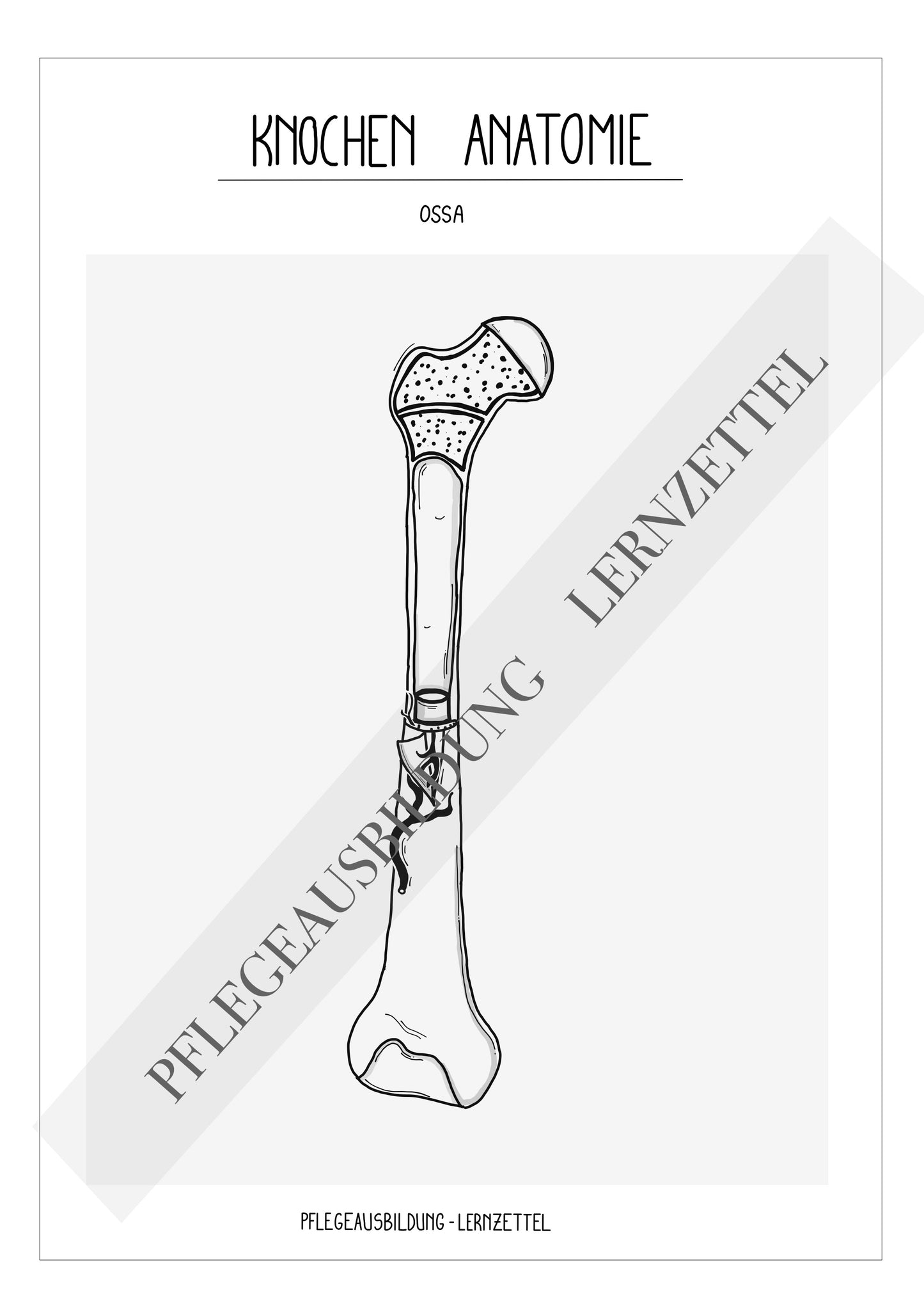 Anatomische Zeichnungen - Knochen