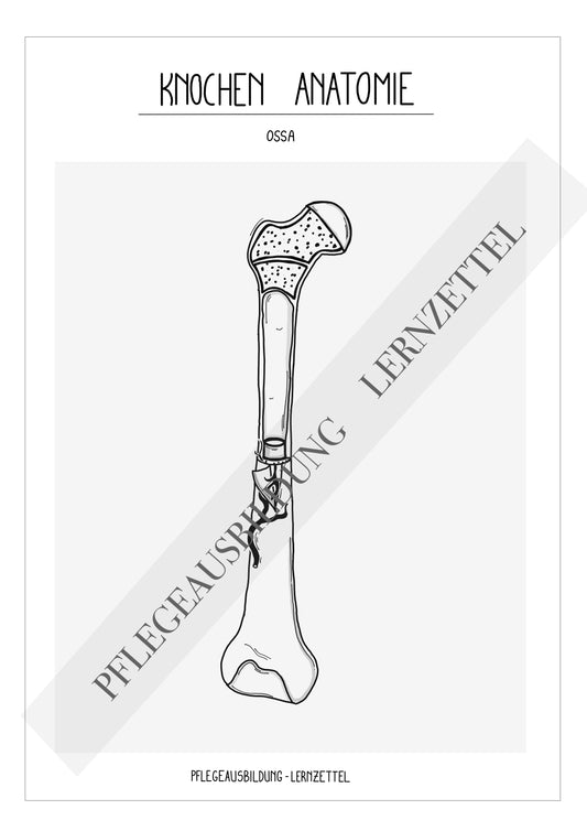 Anatomische Zeichnungen - Knochen
