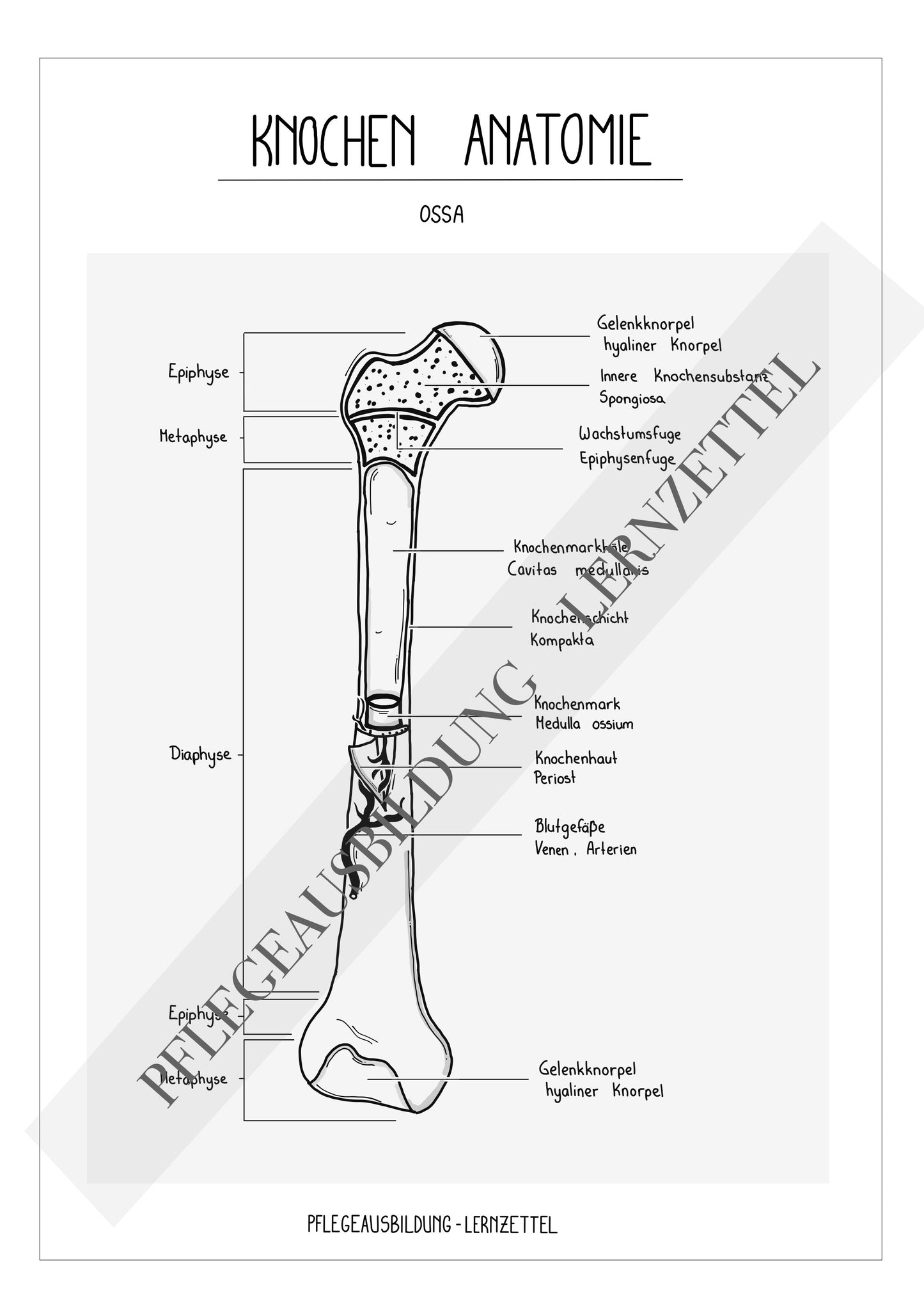 Anatomische Zeichnungen - Knochen