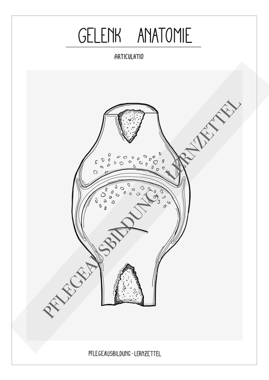 Anatomische Zeichnungen - Gelenk