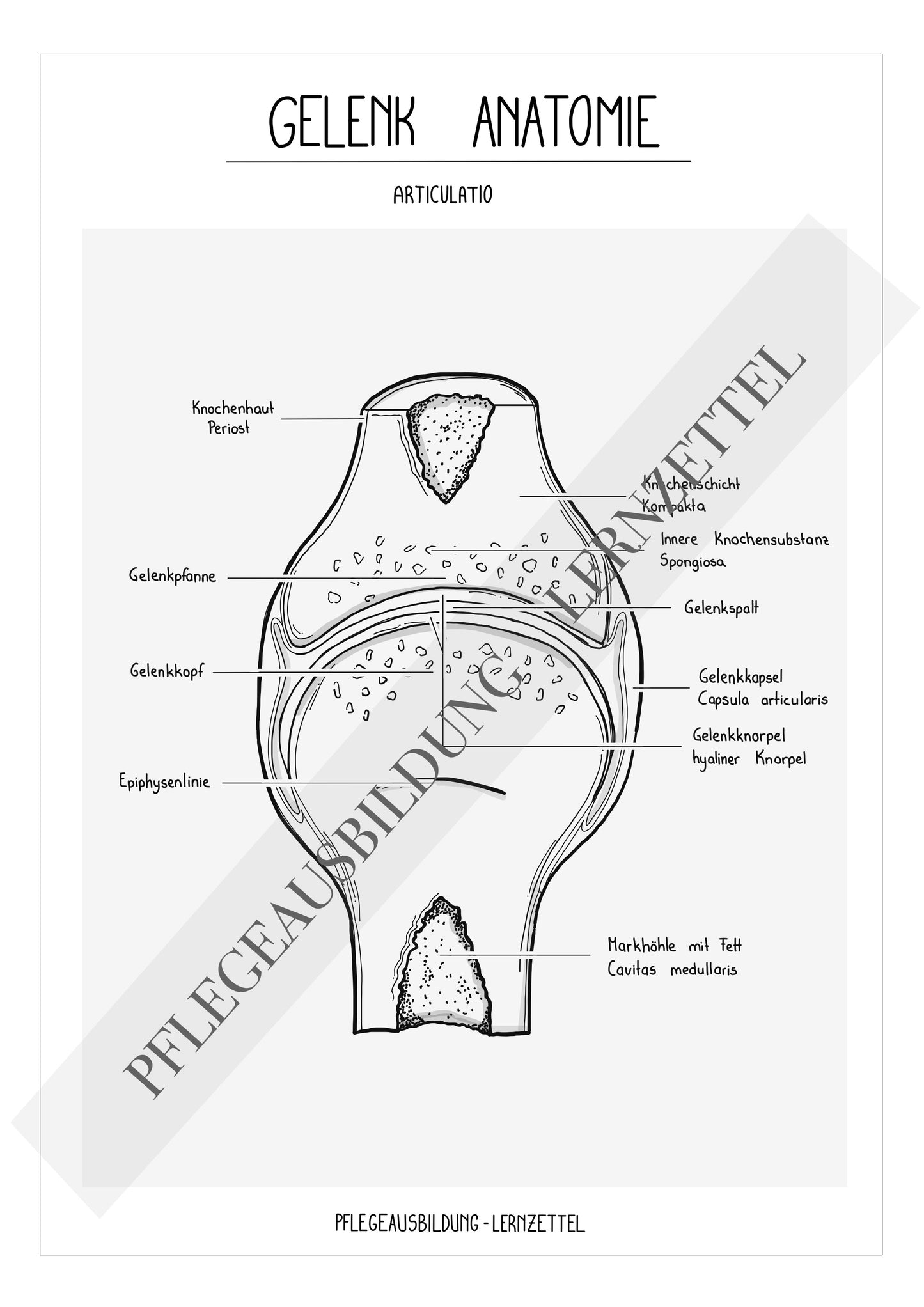 Anatomische Zeichnungen - Gelenk