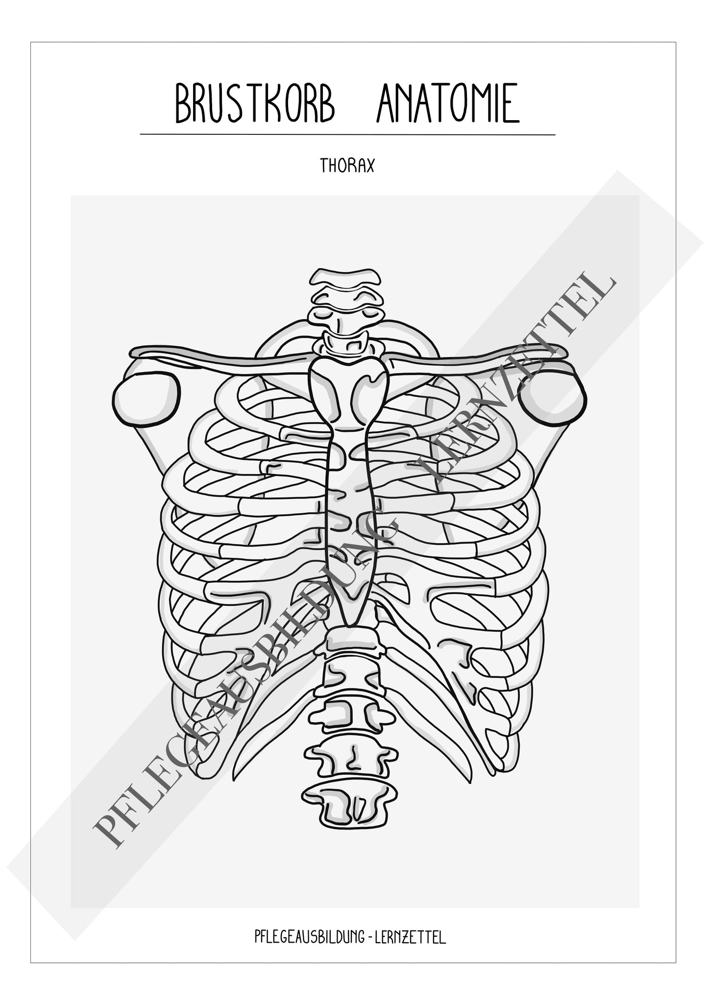 Anatomische Zeichnungen - Brustkorb