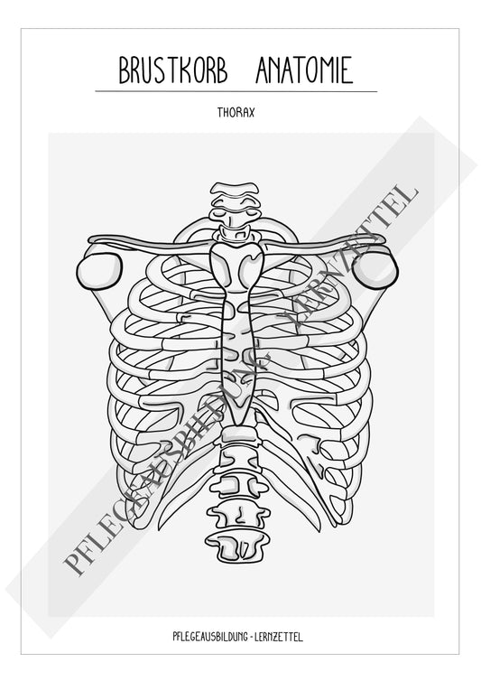 Anatomische Zeichnungen - Brustkorb