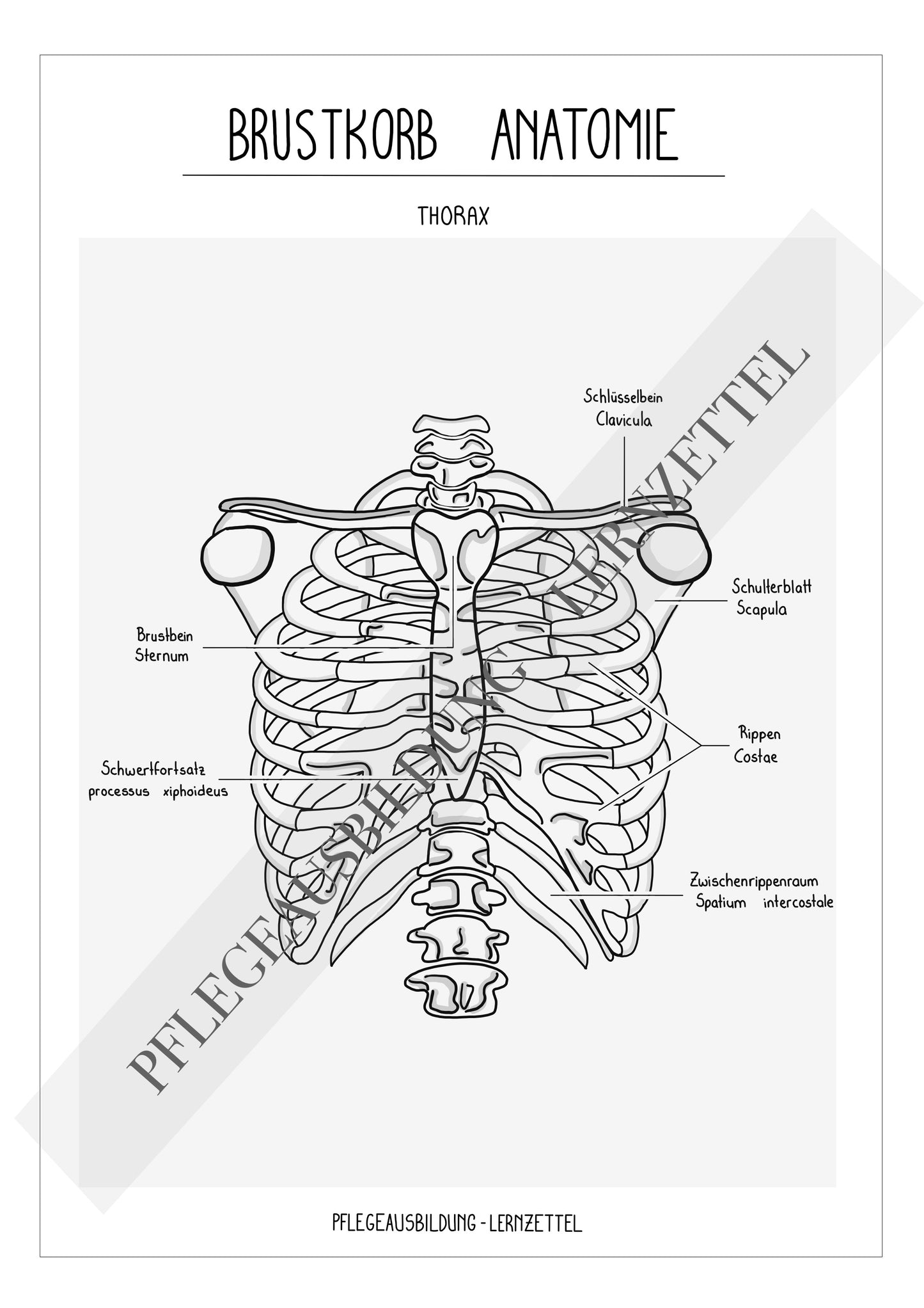 Anatomische Zeichnungen - Brustkorb