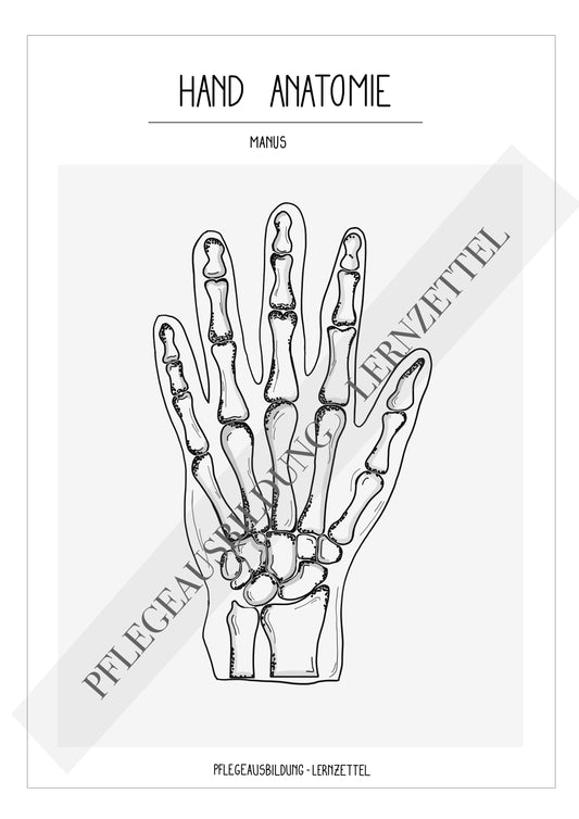 Anatomische Zeichnungen - Hand