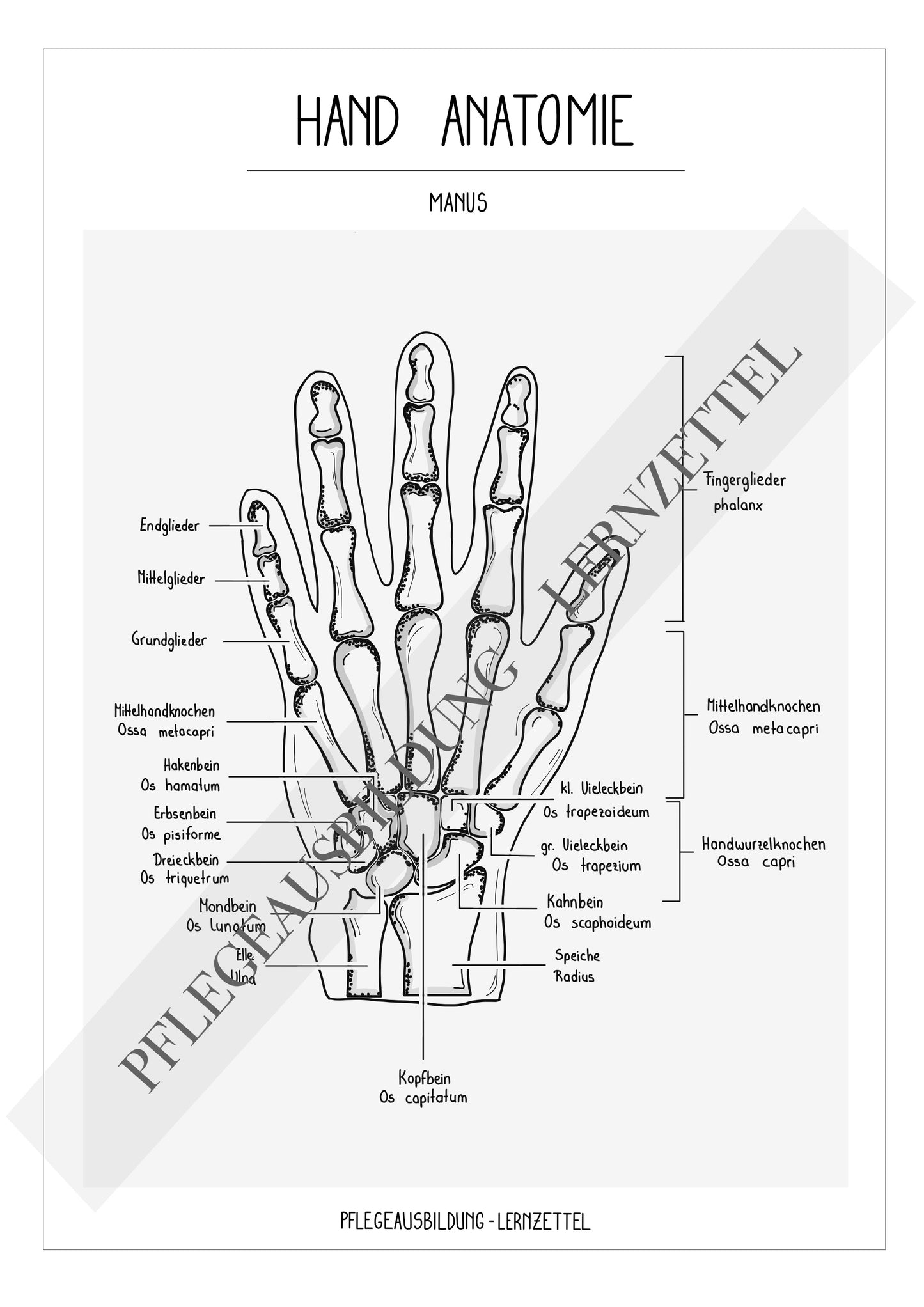 Anatomische Zeichnungen - Hand