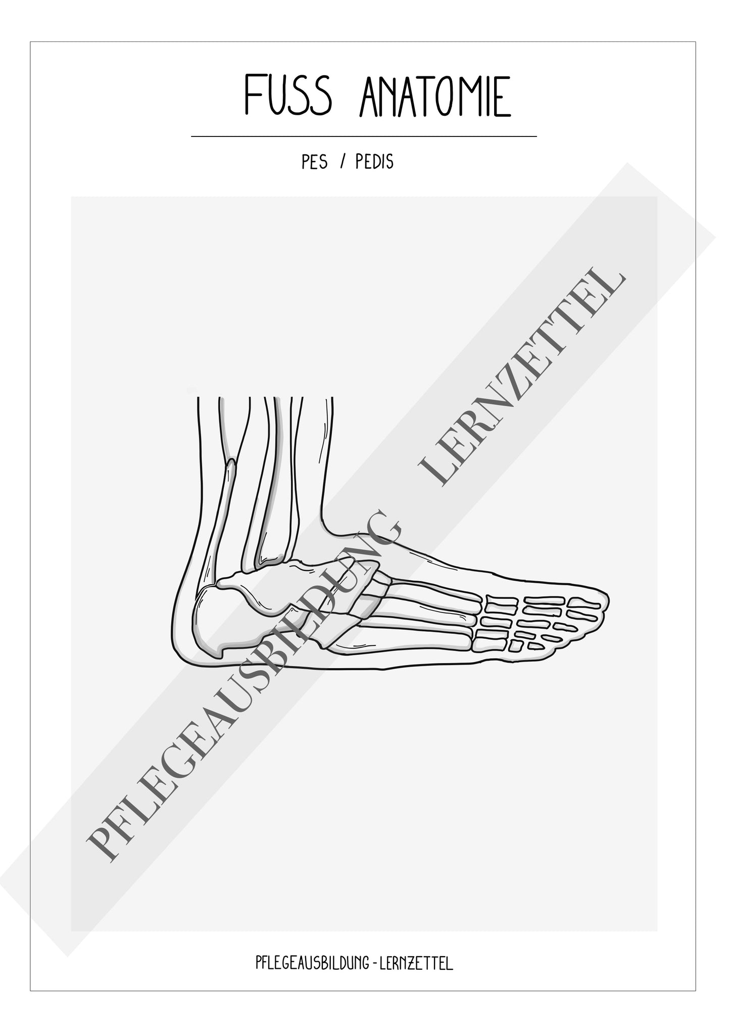 Anatomische Zeichnungen - Fuss