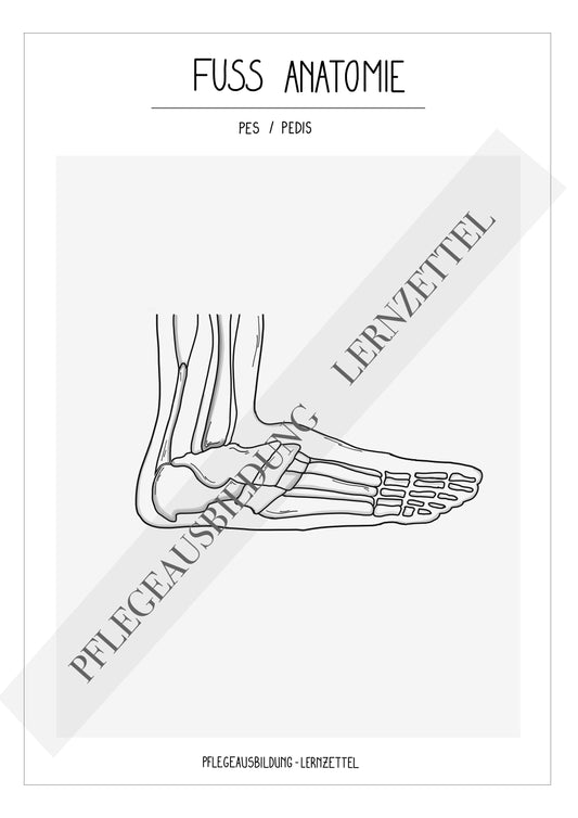 Anatomische Zeichnungen - Fuss
