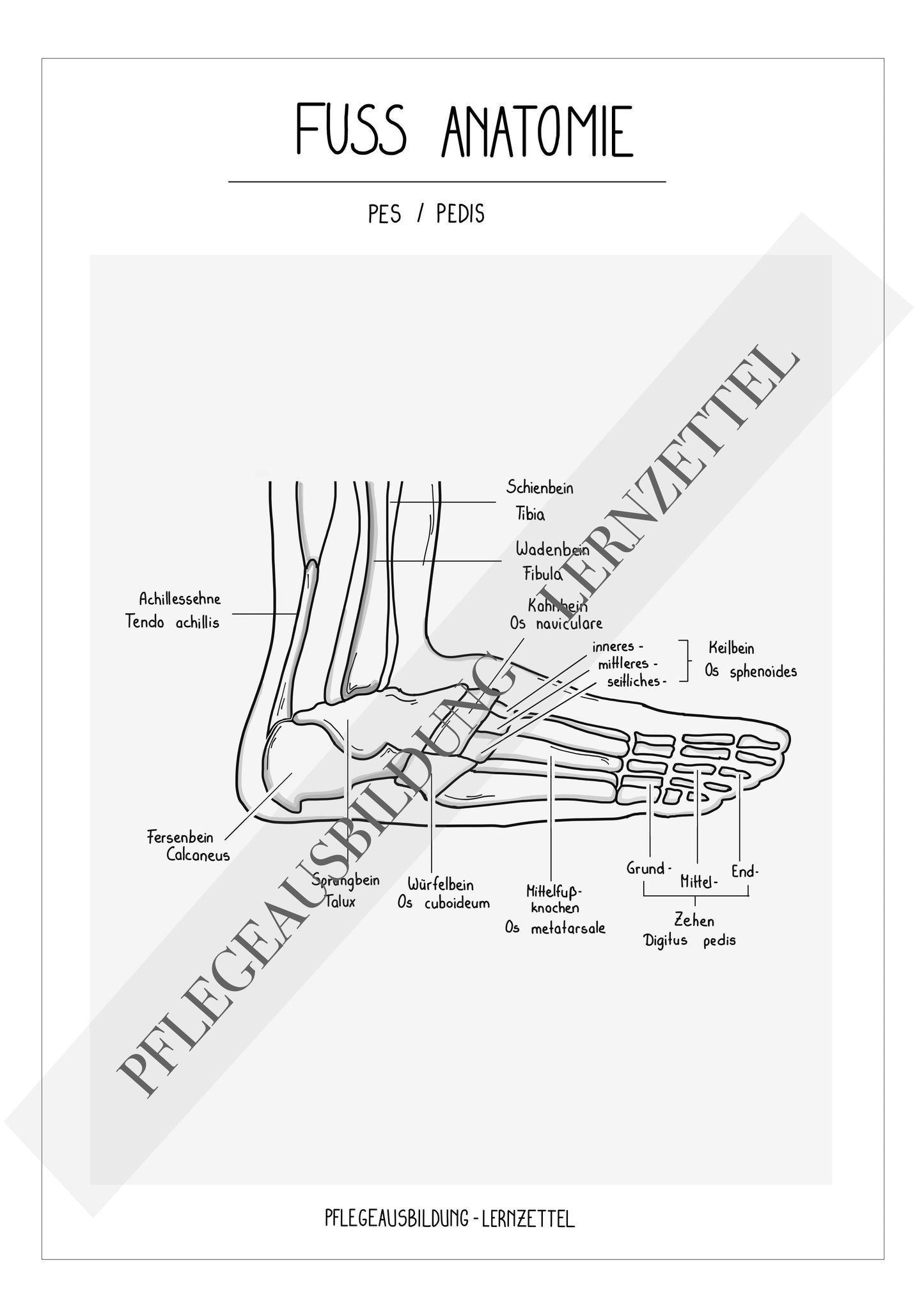 Anatomische Zeichnungen - Fuss