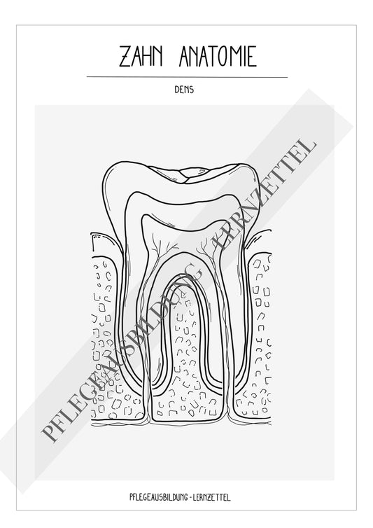 Anatomische Zeichnungen - Zahn