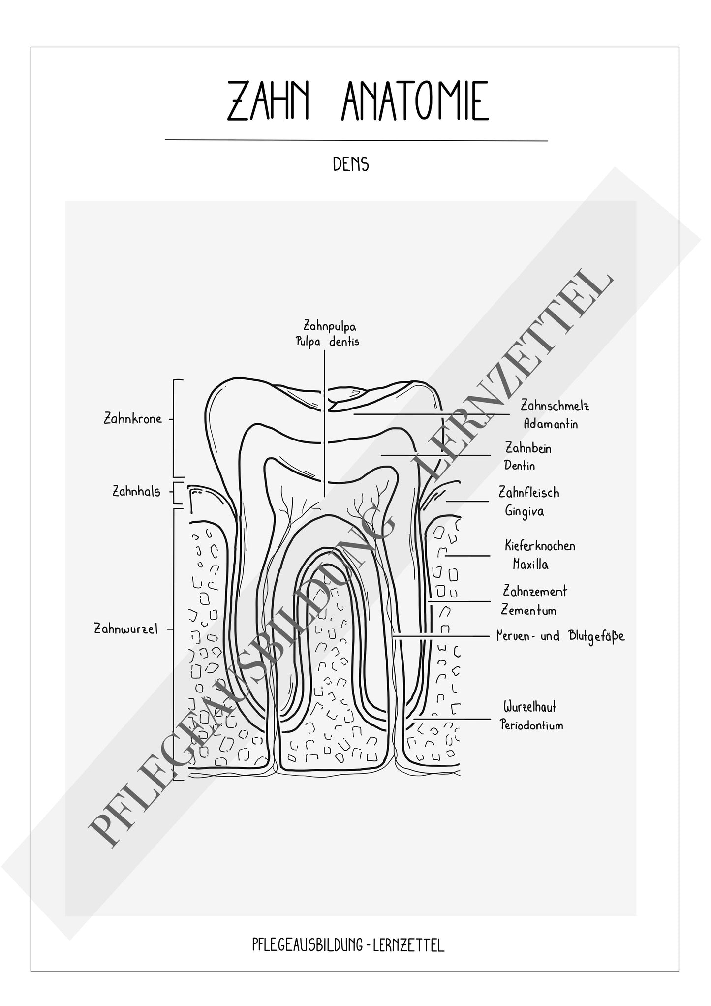 Anatomische Zeichnungen - Zahn