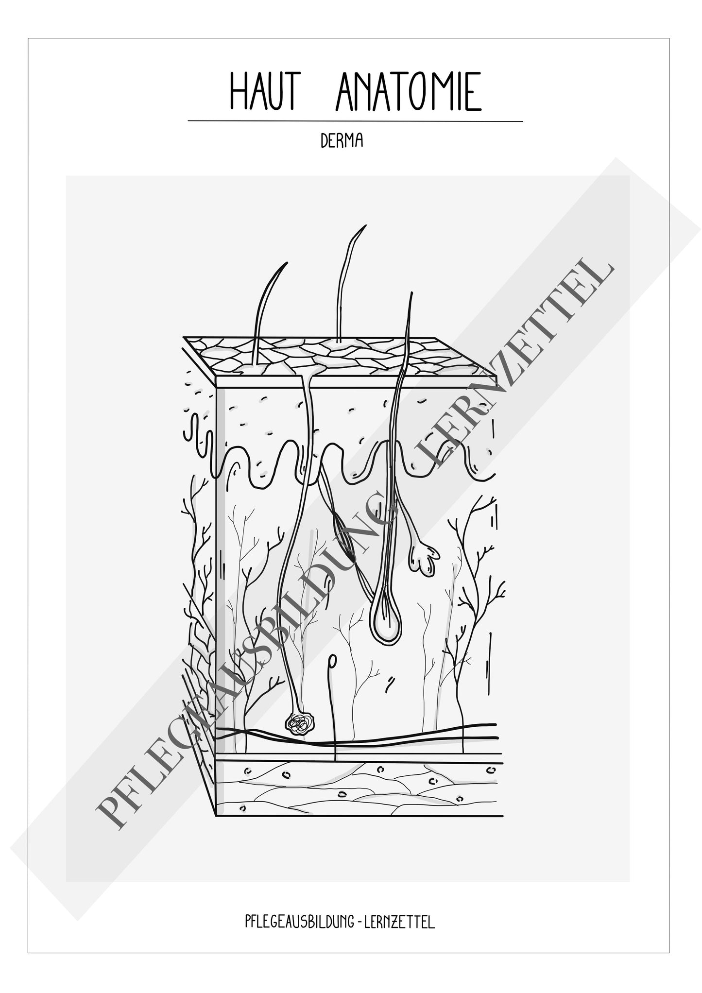 Anatomische Zeichnungen - Haut