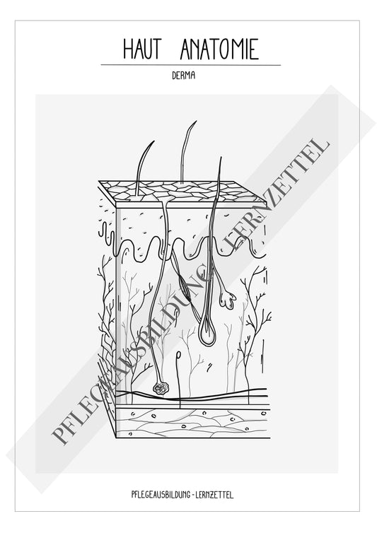 Anatomische Zeichnungen - Haut