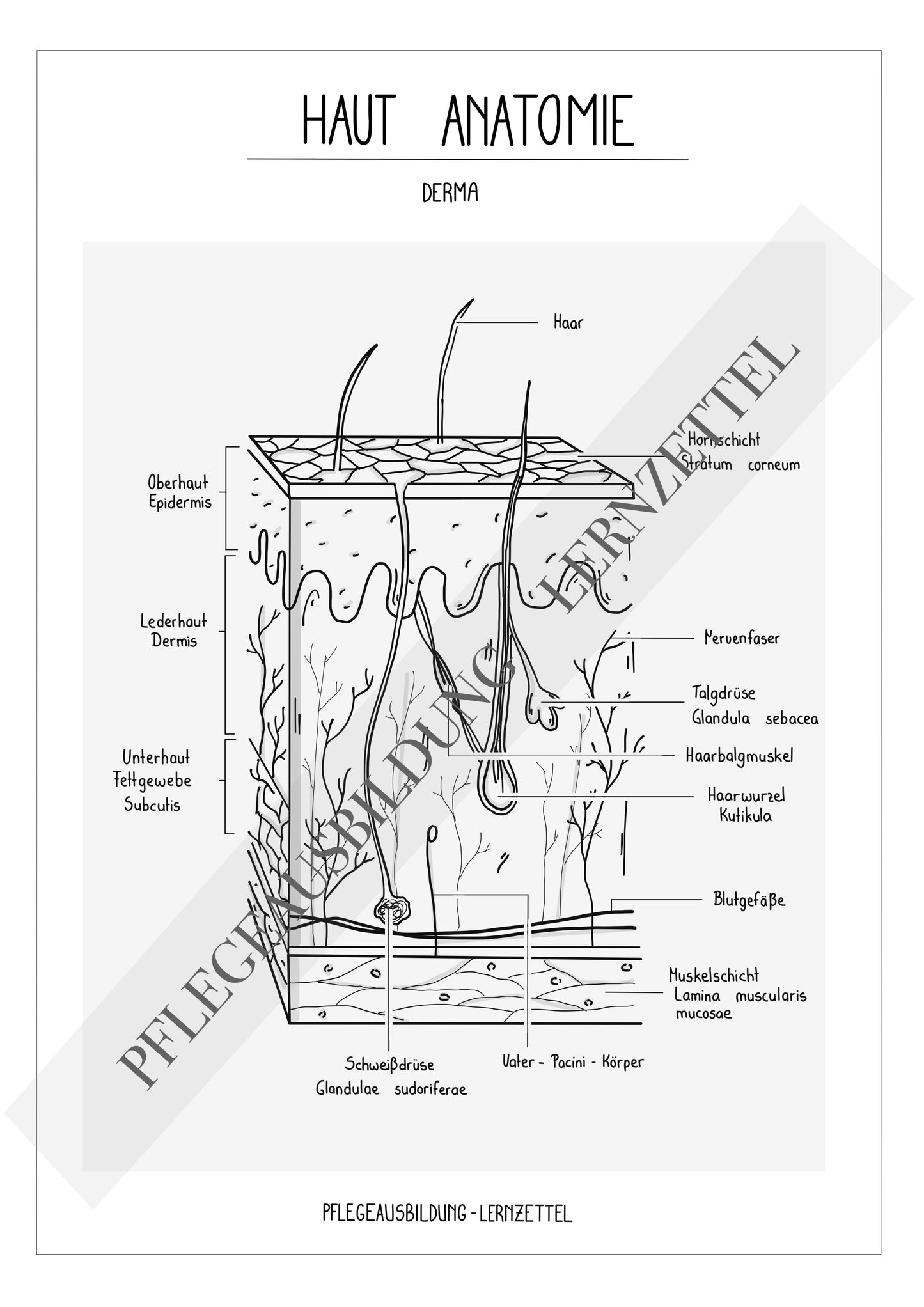 Anatomische Zeichnungen - Haut