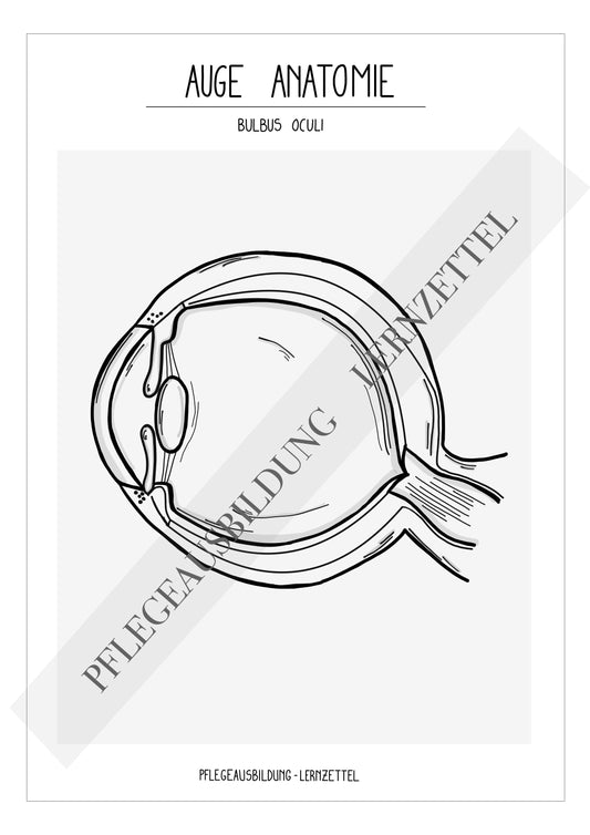 Anatomische Zeichnung - Auge