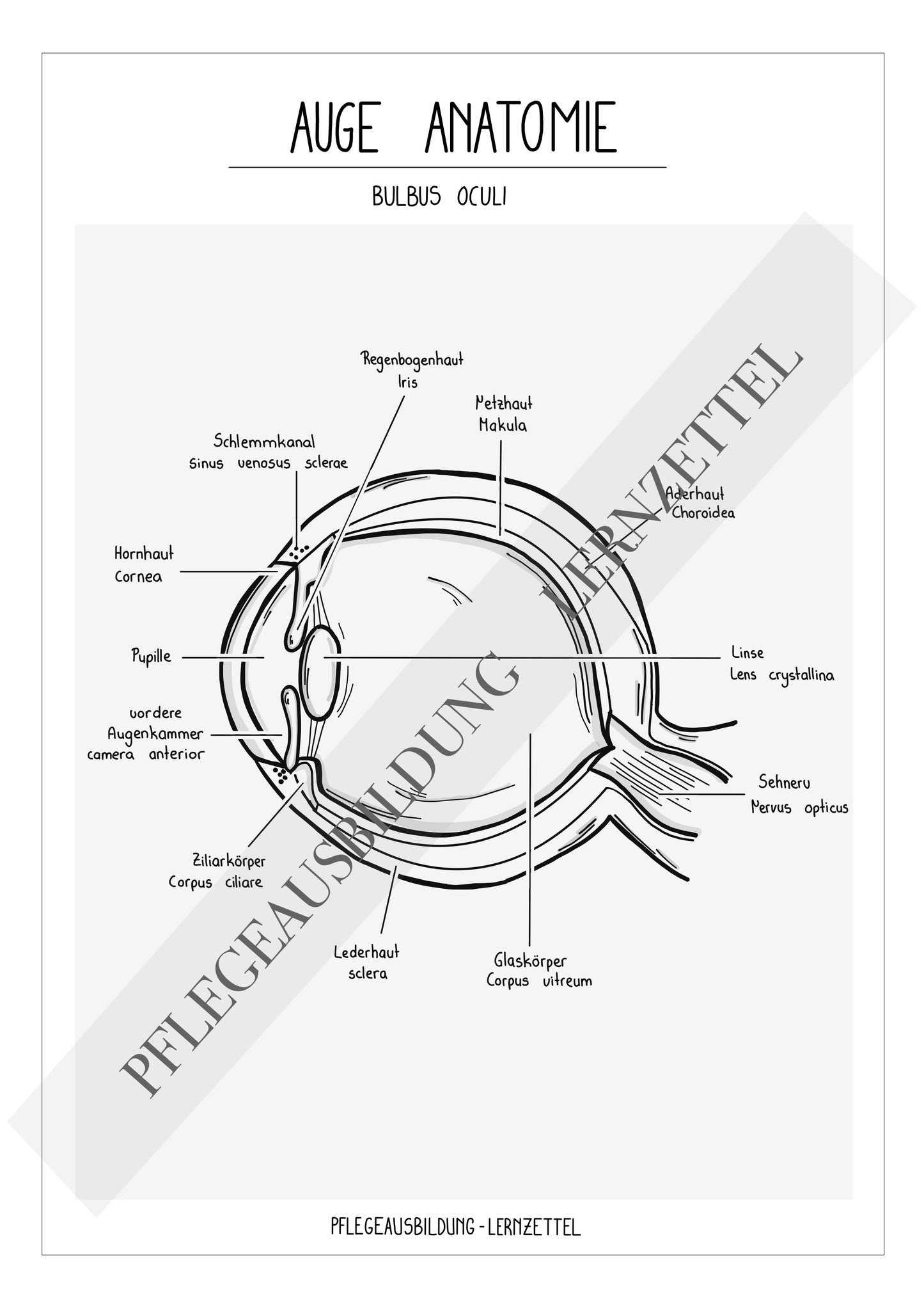 Anatomische Zeichnung - Auge