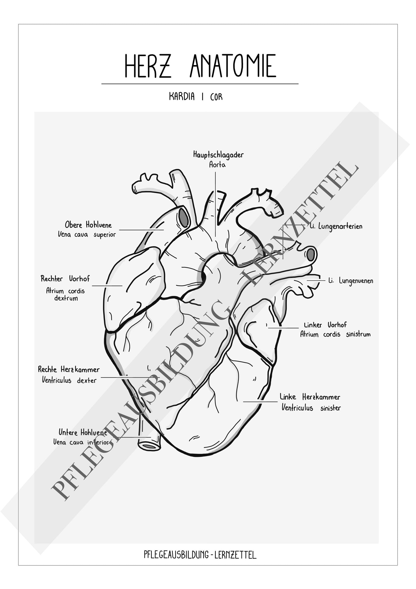 Anatomische Zeichnungen - Herz