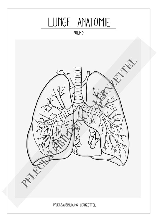 Anatomische Zeichnungen - Lunge