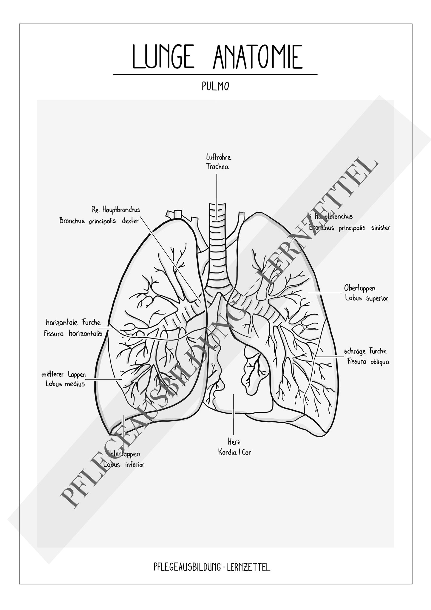Anatomische Zeichnungen - Lunge