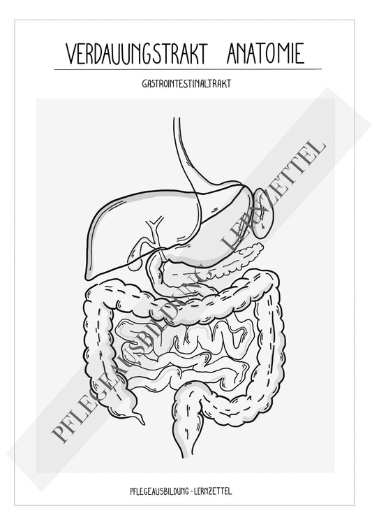 Anatomische Zeichnungen - Verdauungstrakt