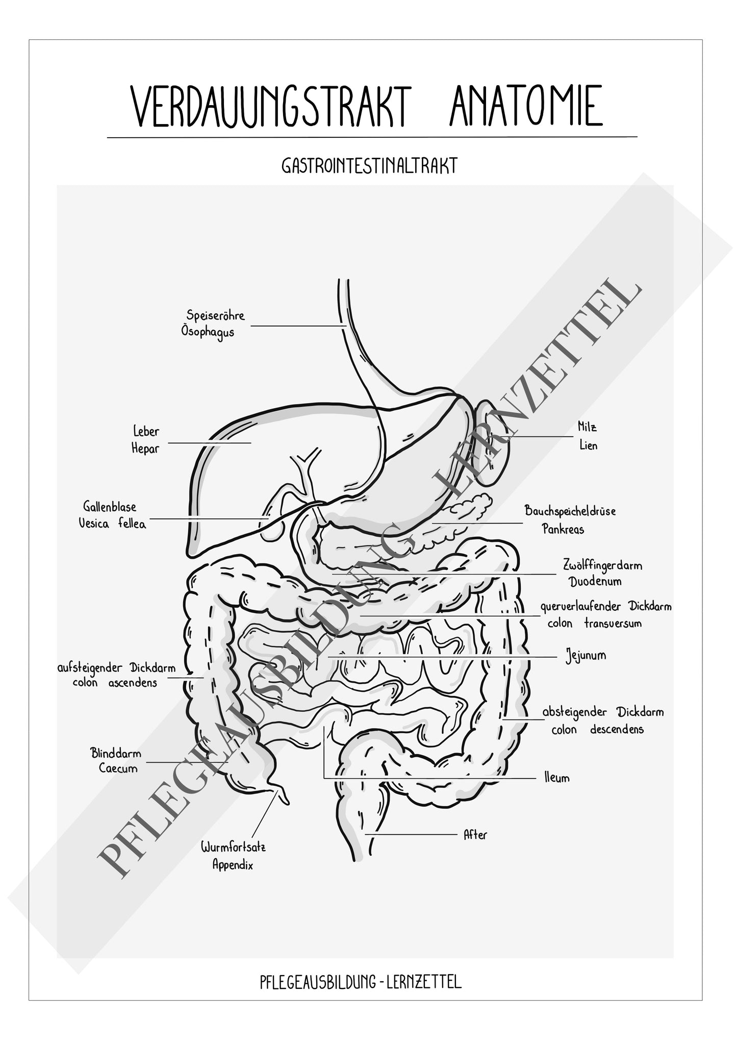 Anatomische Zeichnungen - Verdauungstrakt