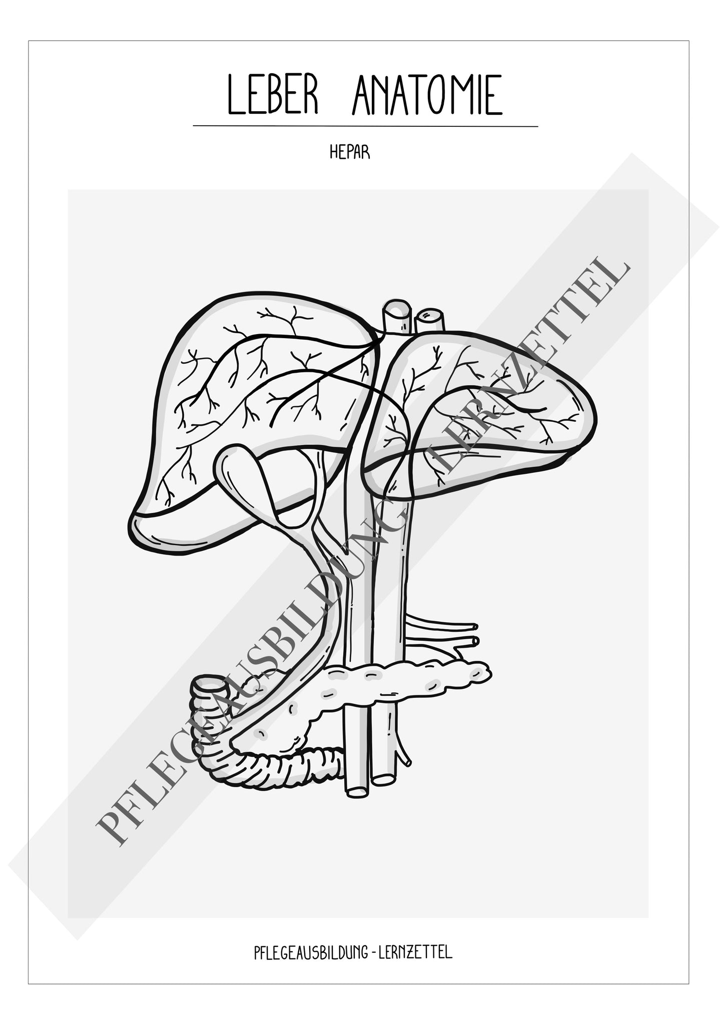 Anatomische Zeichnungen - Leber