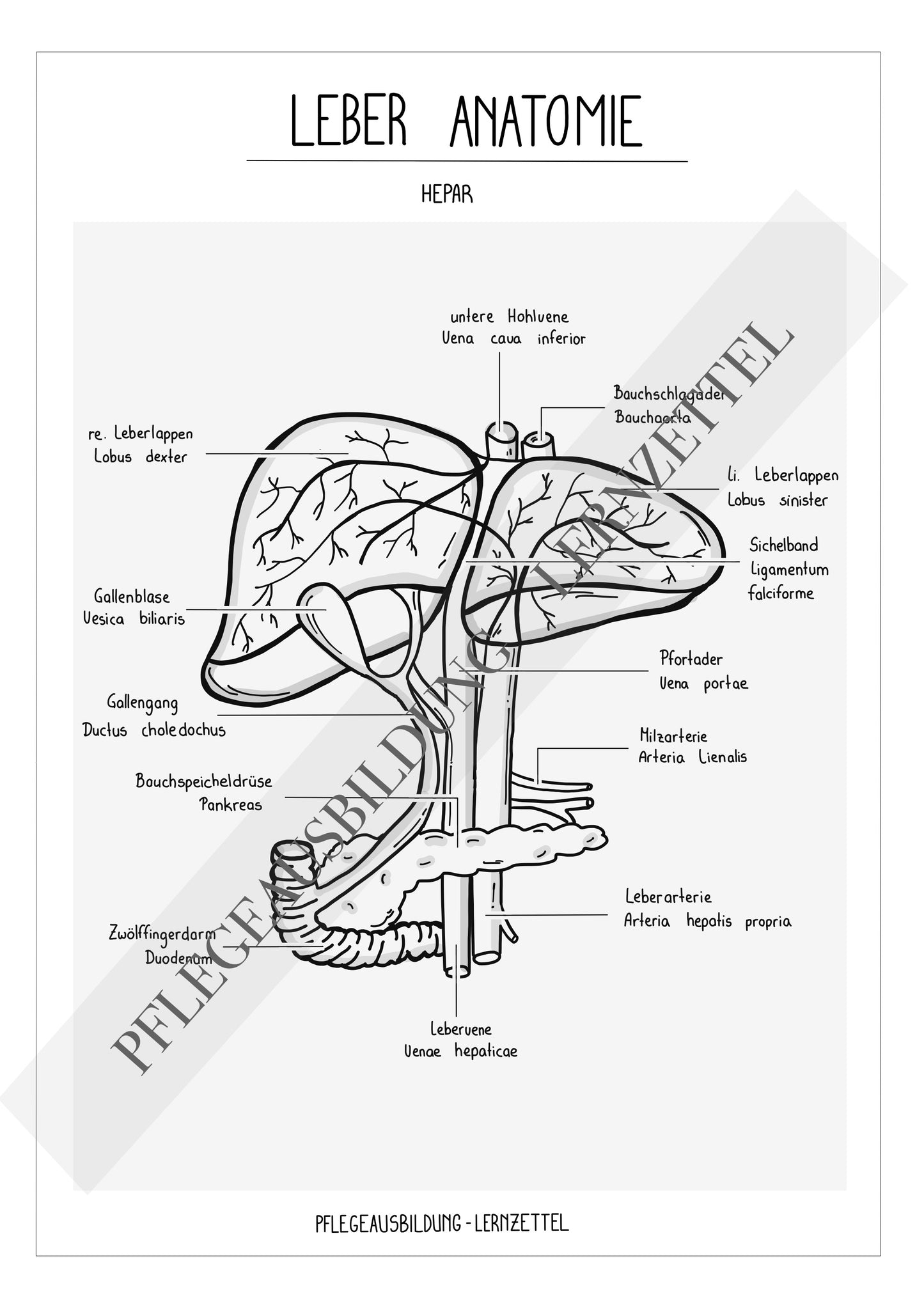 Anatomische Zeichnungen - Leber