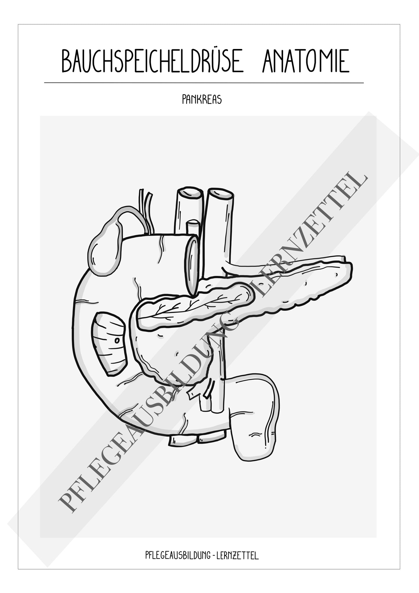 Anatomische Zeichnung - Bauchspeicheldrüse