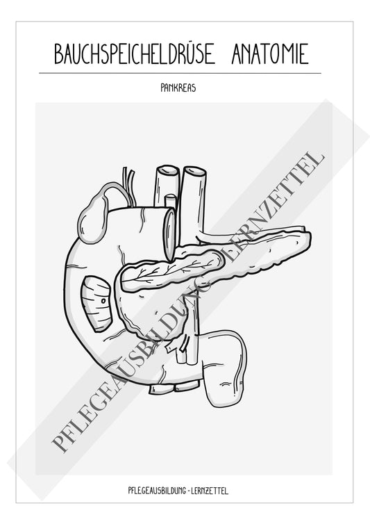 Anatomische Zeichnung - Bauchspeicheldrüse