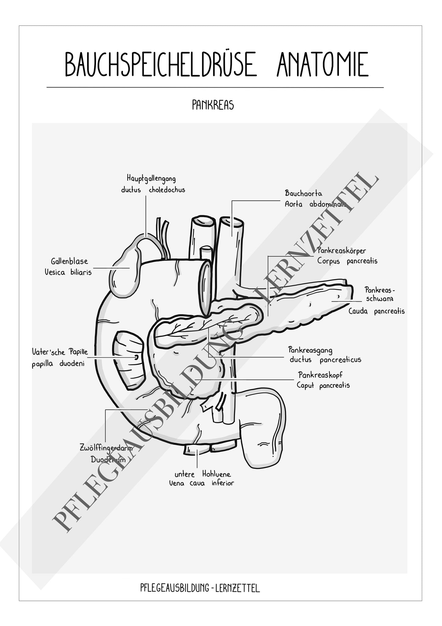 Anatomische Zeichnung - Bauchspeicheldrüse