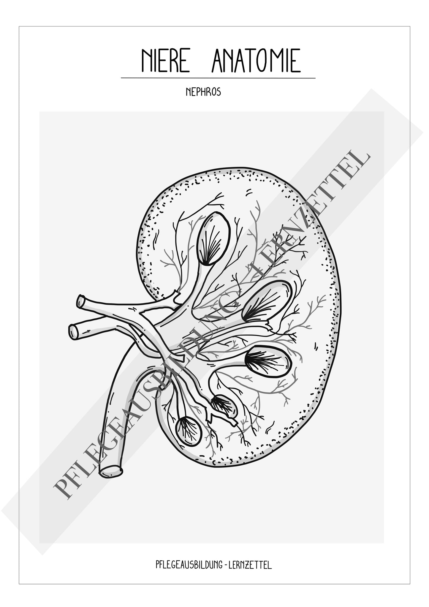 Anatomische Zeichnungen - Niere