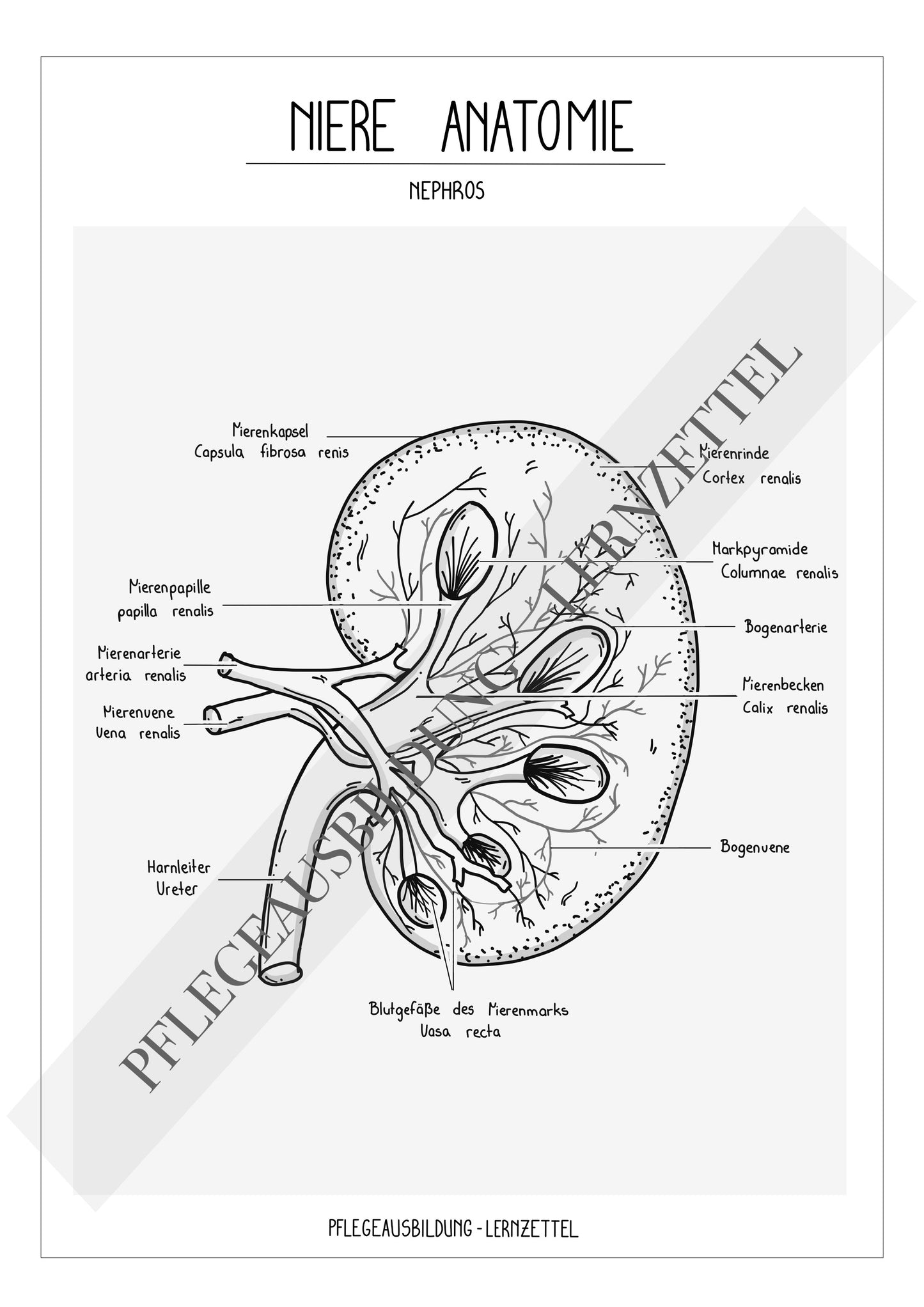 Anatomische Zeichnungen - Niere