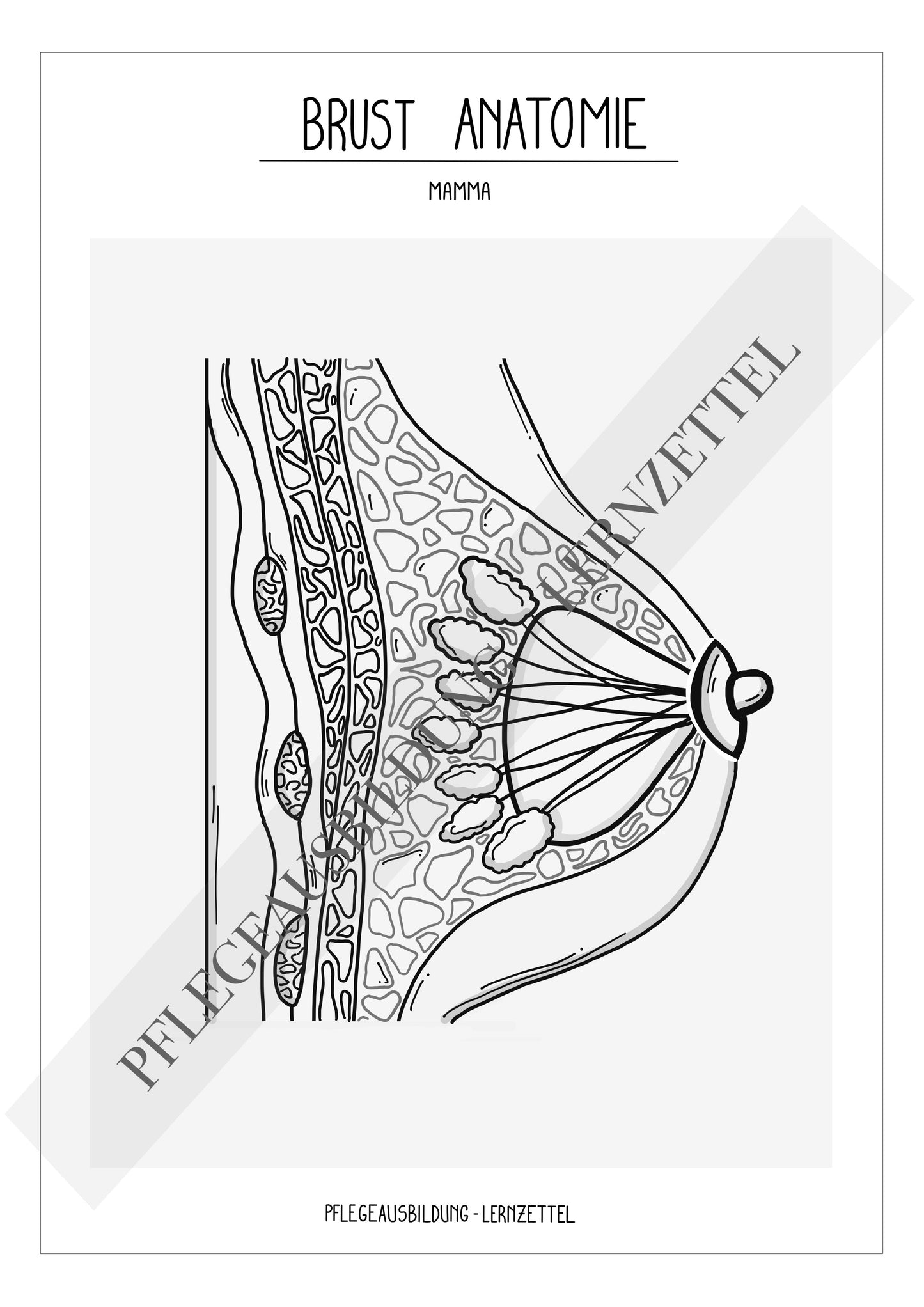 Anatomische Zeichnungen - Brust