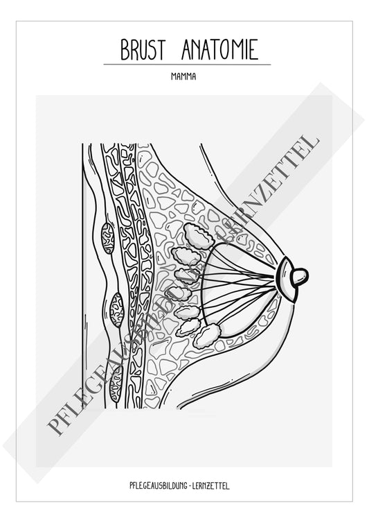 Anatomische Zeichnungen - Brust