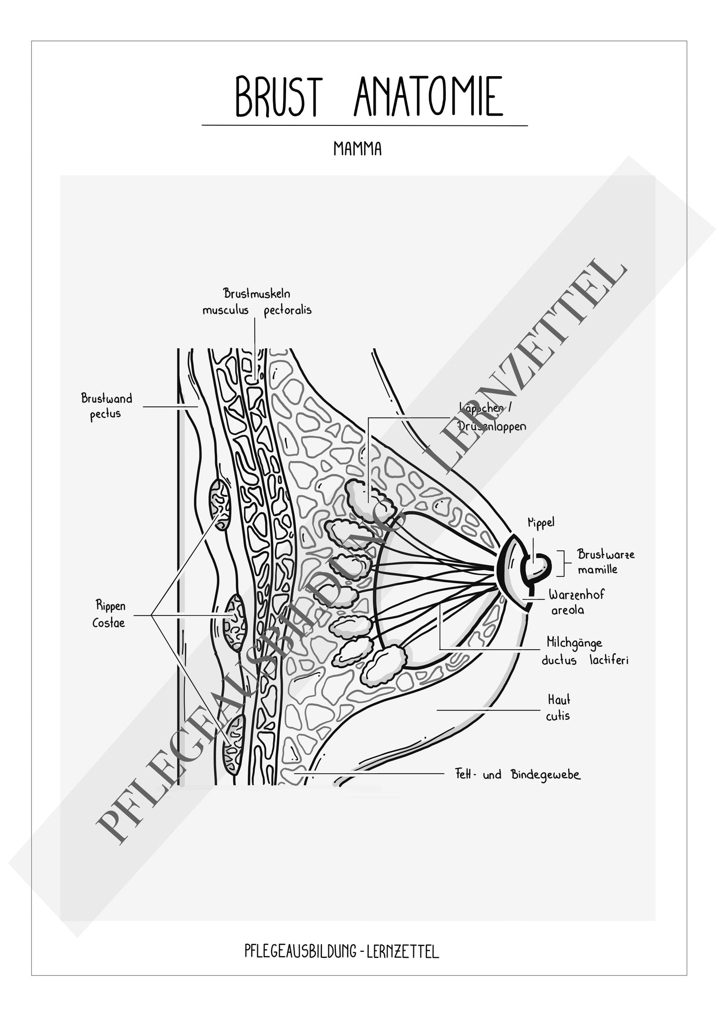 Anatomische Zeichnungen - Brust