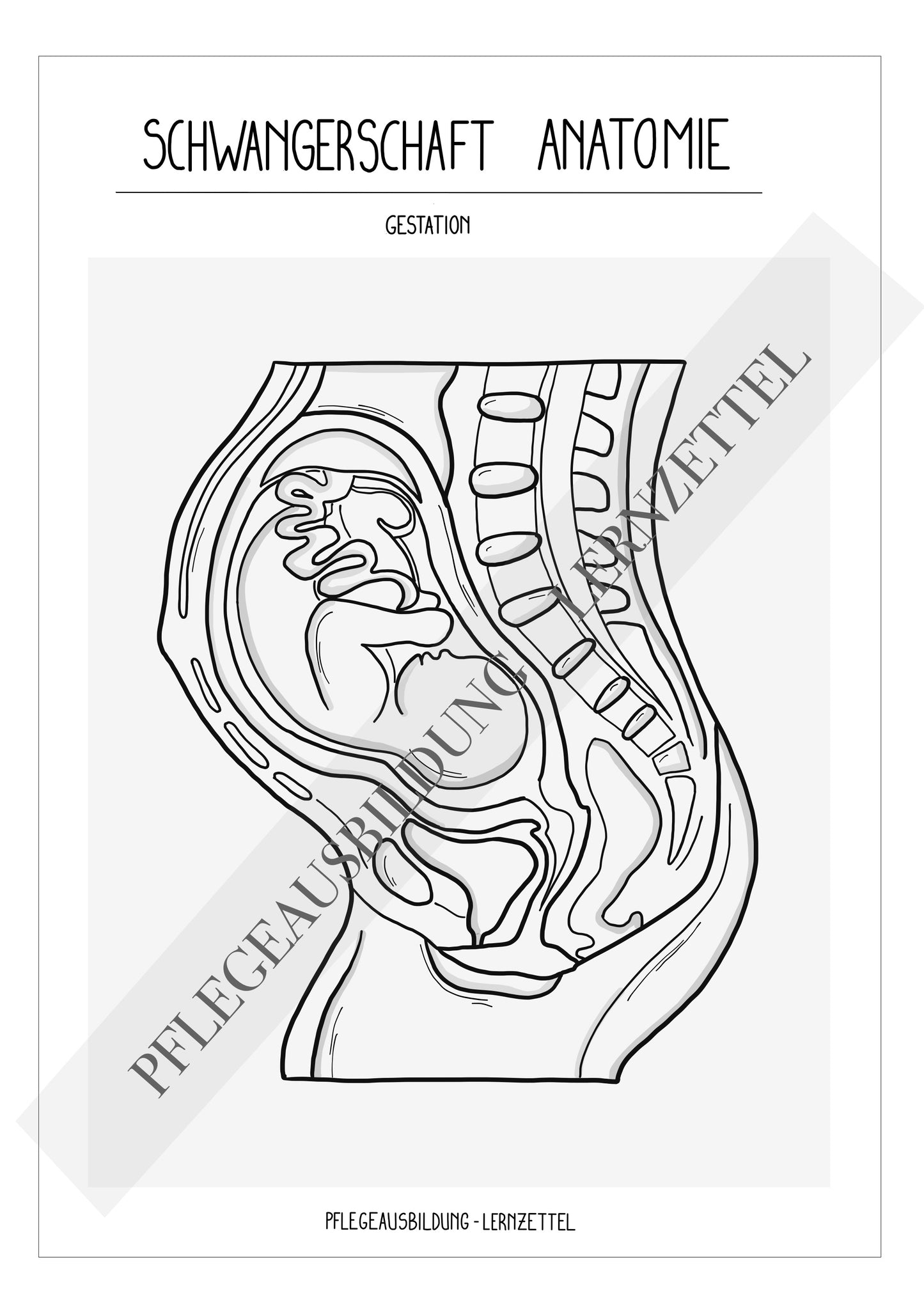 Anatomische Zeichnungen - Schwangerschaft