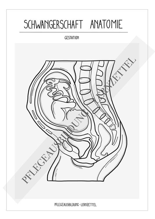 Anatomische Zeichnungen - Schwangerschaft