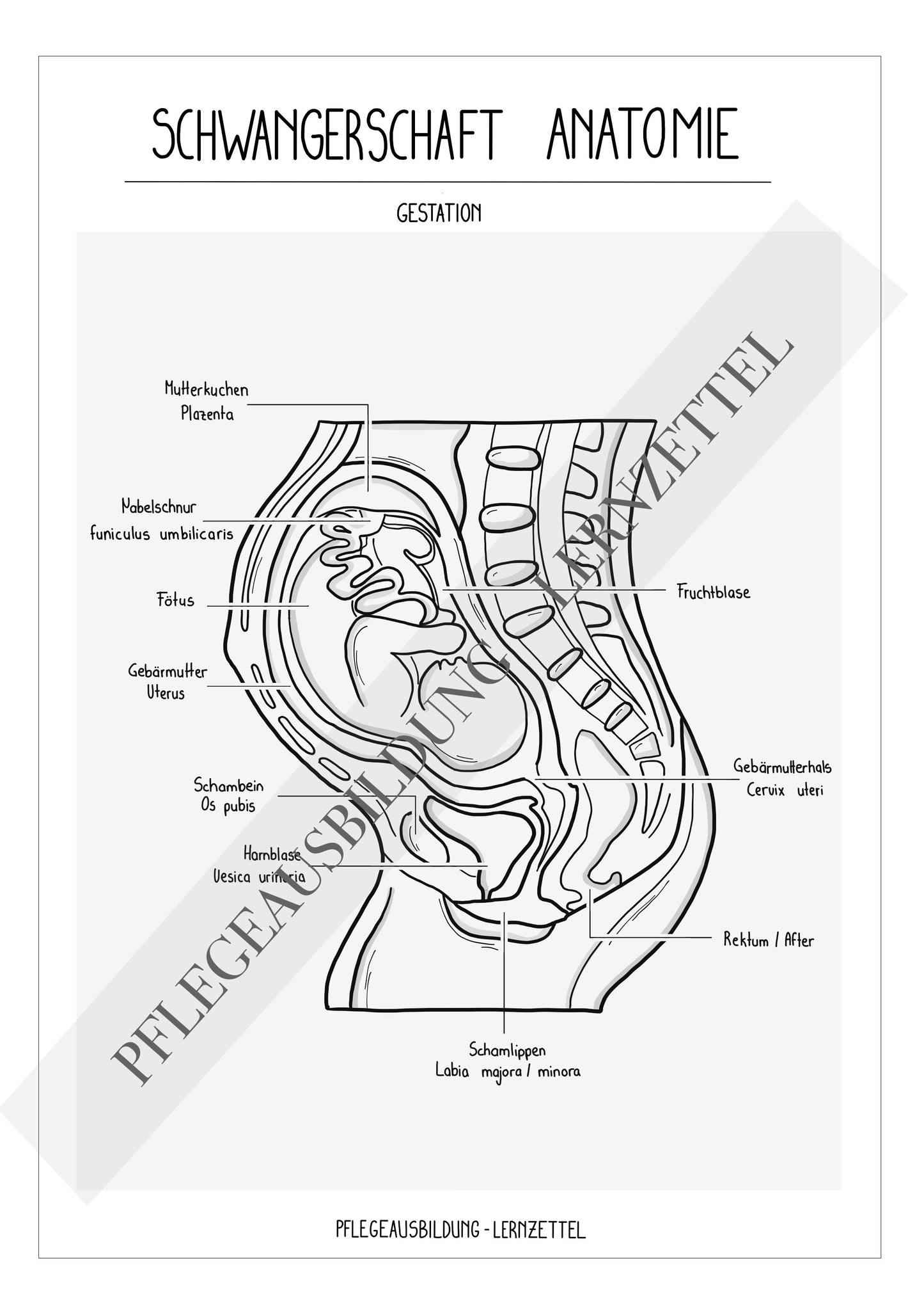 Anatomische Zeichnungen - Schwangerschaft