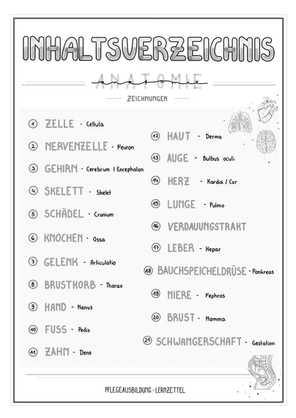 Anatomische Zeichnungen