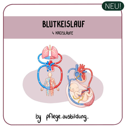 Blutkreislauf