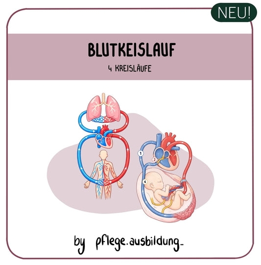 Blutkreislauf